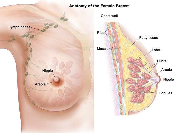 What breasts are made of, and how breast cancer starts